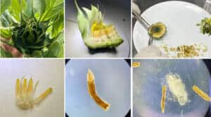 TÜBİTAK’tan Ayçiçeğinde Anter Kültürüyle Hızlandırılmış Saf Hat Geliştirmeye Destek