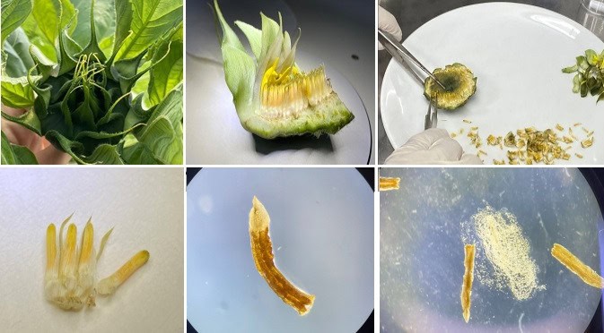 TÜBİTAK’tan Ayçiçeğinde Anter Kültürüyle Hızlandırılmış Saf Hat Geliştirmeye Destek