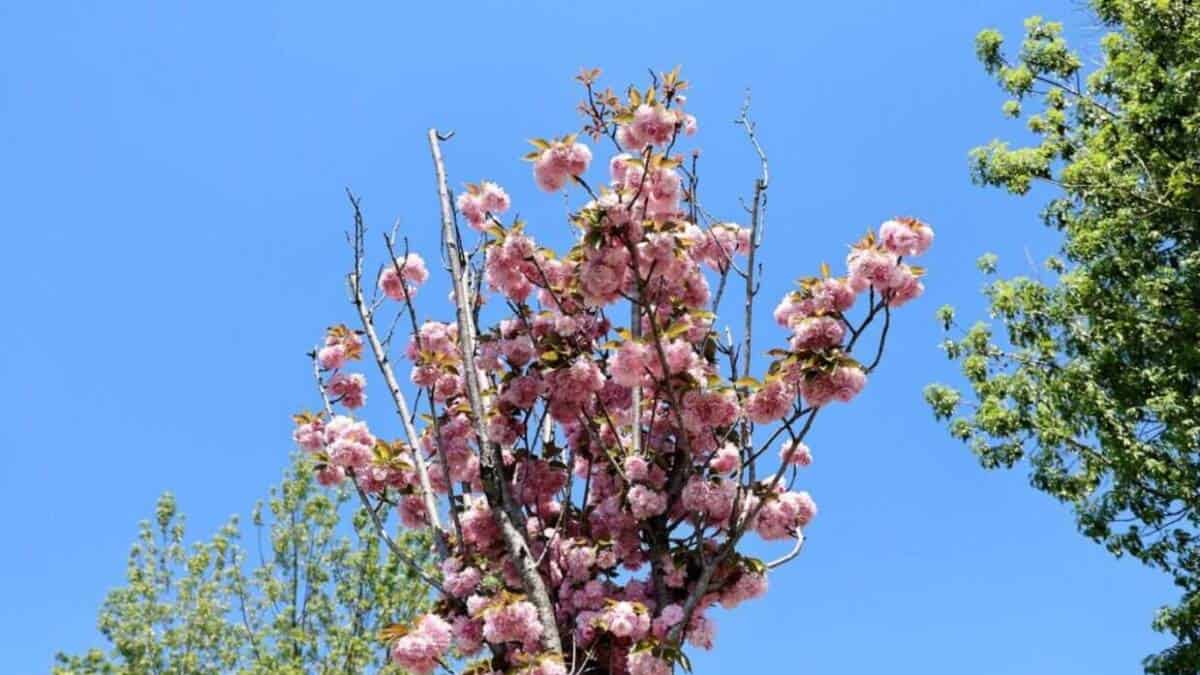 Sakarya’da Sakura Ağaçları Baharın Gelişiyle Kentin Doğasına Zarafet Katıyor