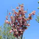 Sakarya’da Sakura Ağaçları Baharın Gelişiyle Kentin Doğasına Zarafet Katıyor